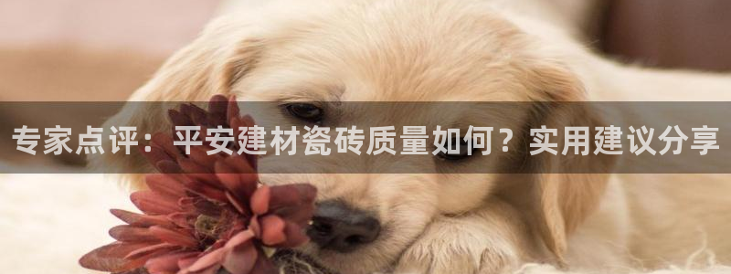 杏鑫娱乐怎么下